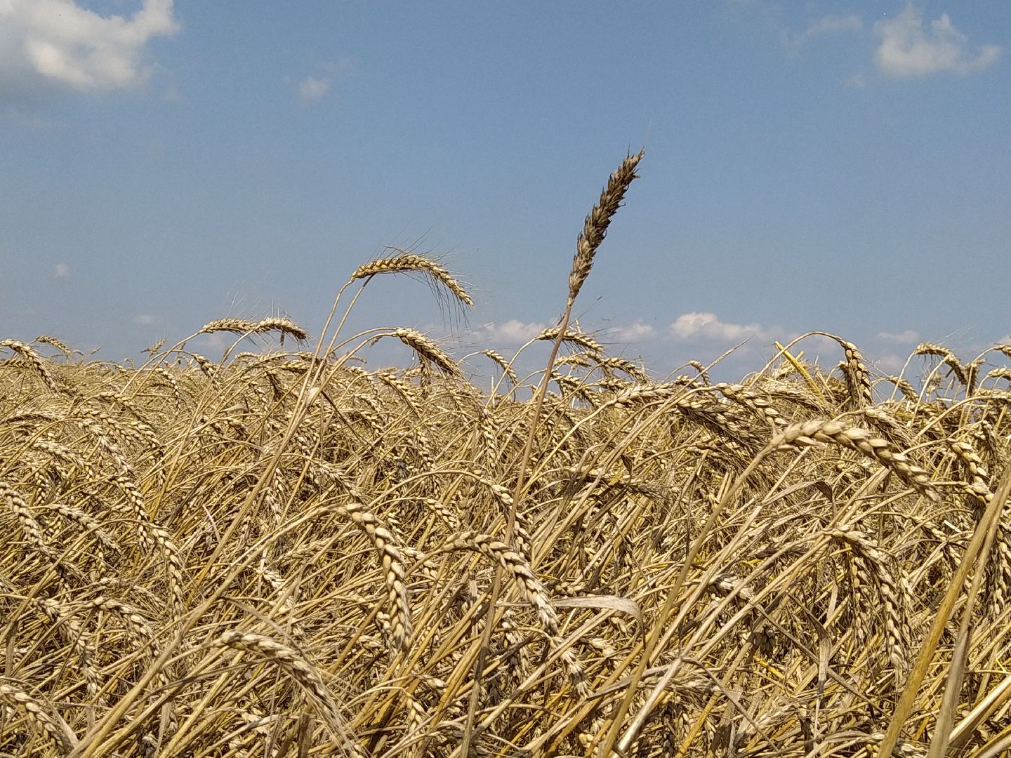 Луховицы, Сельское хозяйство