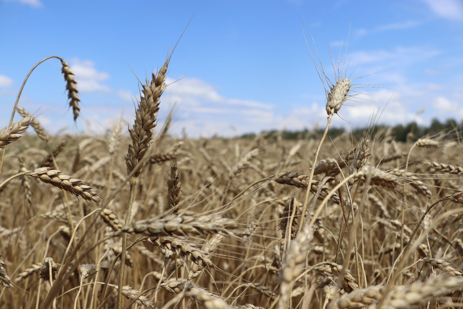 Серебряные Пруды, Праздник первого снопа, сельское хозяйство