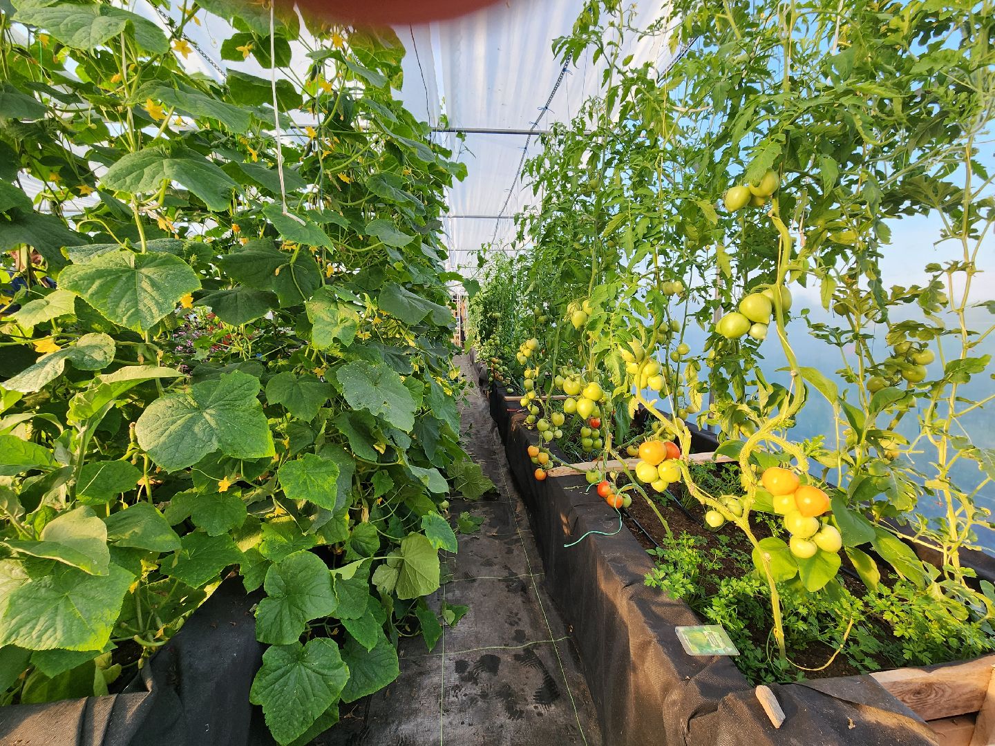 Звенигород, сельское хозяйство, садовое хозяйство