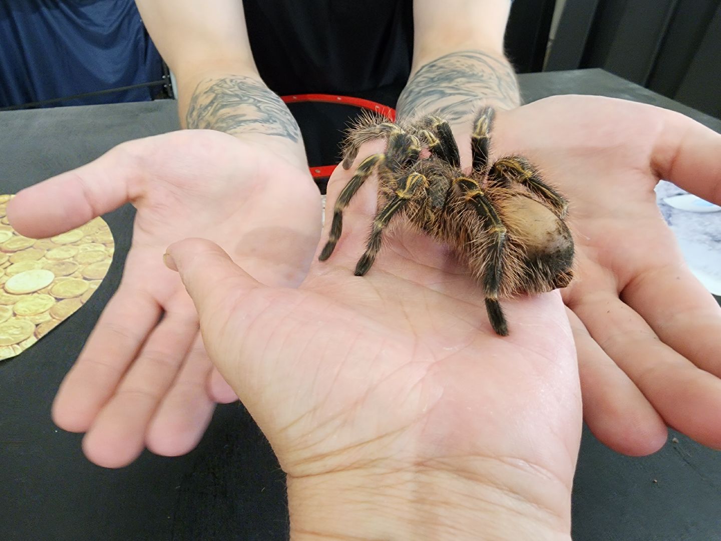 Раменское, культура, Раменский историко-художественный музей, выставка пауков, миф о пауках-птицеедах