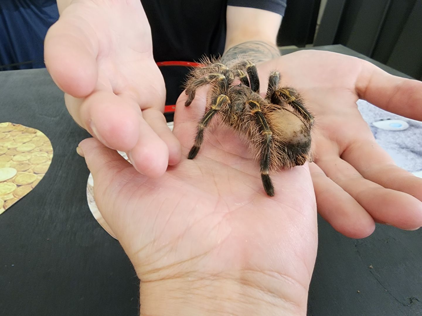 Раменское, культура, Раменский историко-художественный музей, выставка пауков, миф о пауках-птицеедах