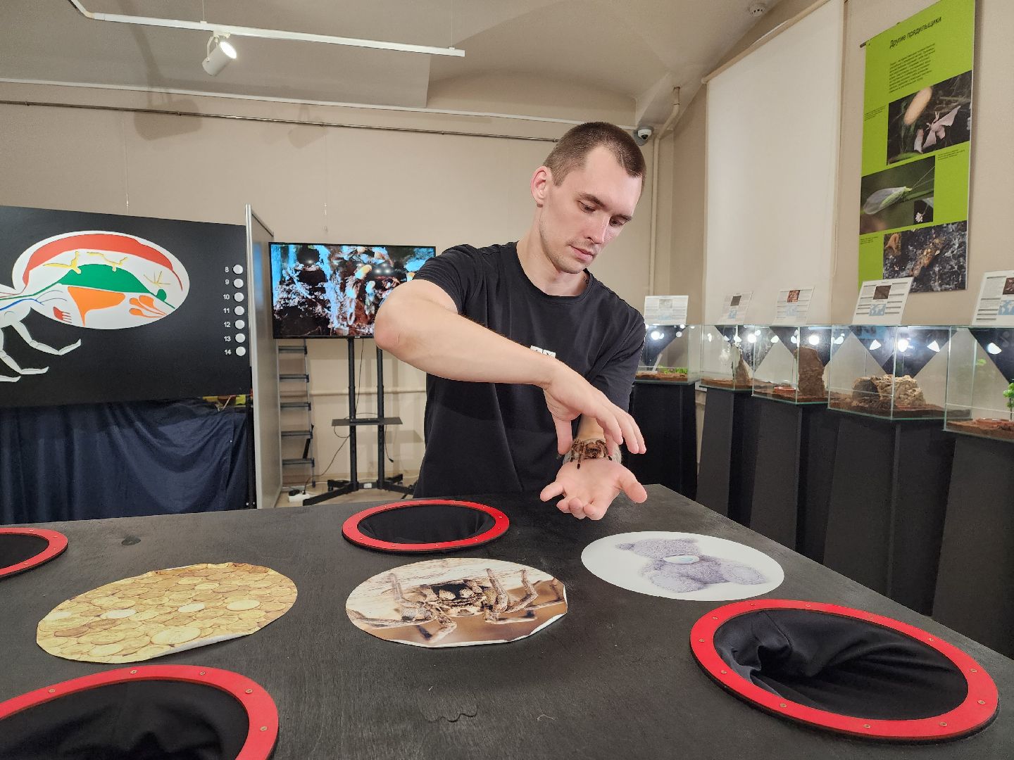 Раменское, культура, Раменский историко-художественный музей, выставка пауков, миф о пауках-птицеедах