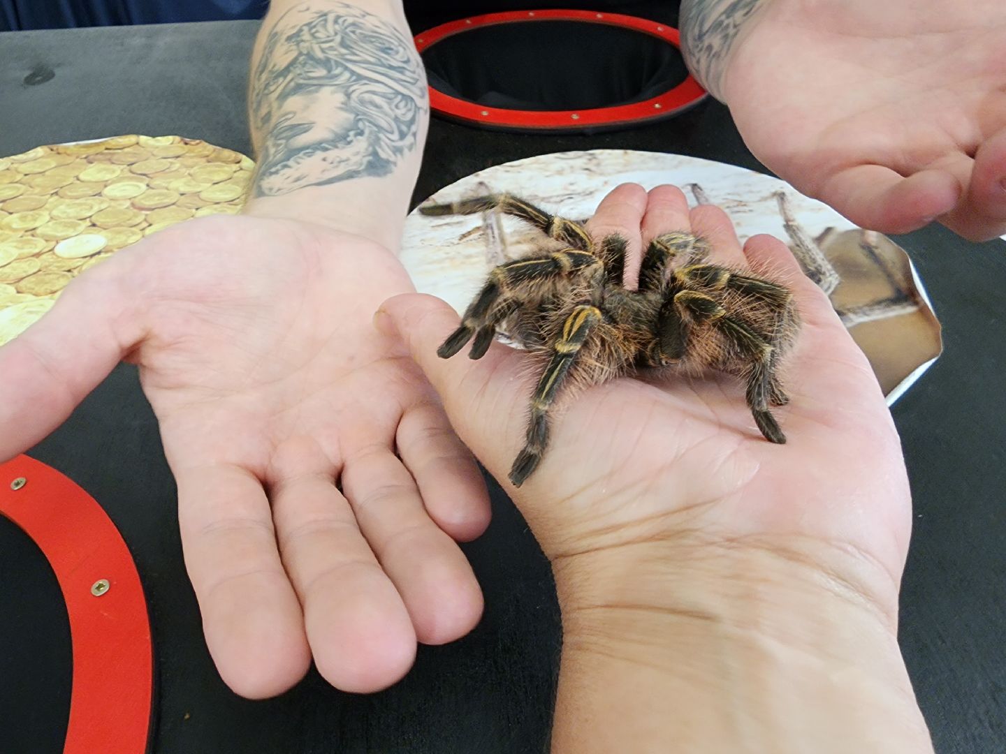 Раменское, культура, Раменский историко-художественный музей, выставка пауков, миф о пауках-птицеедах