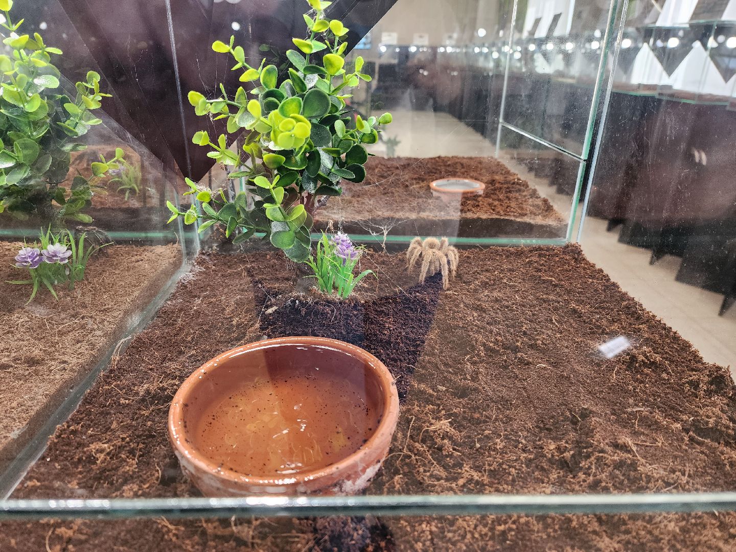 Раменское, культура, Раменский историко-художественный музей, выставка пауков, миф о пауках-птицеедах