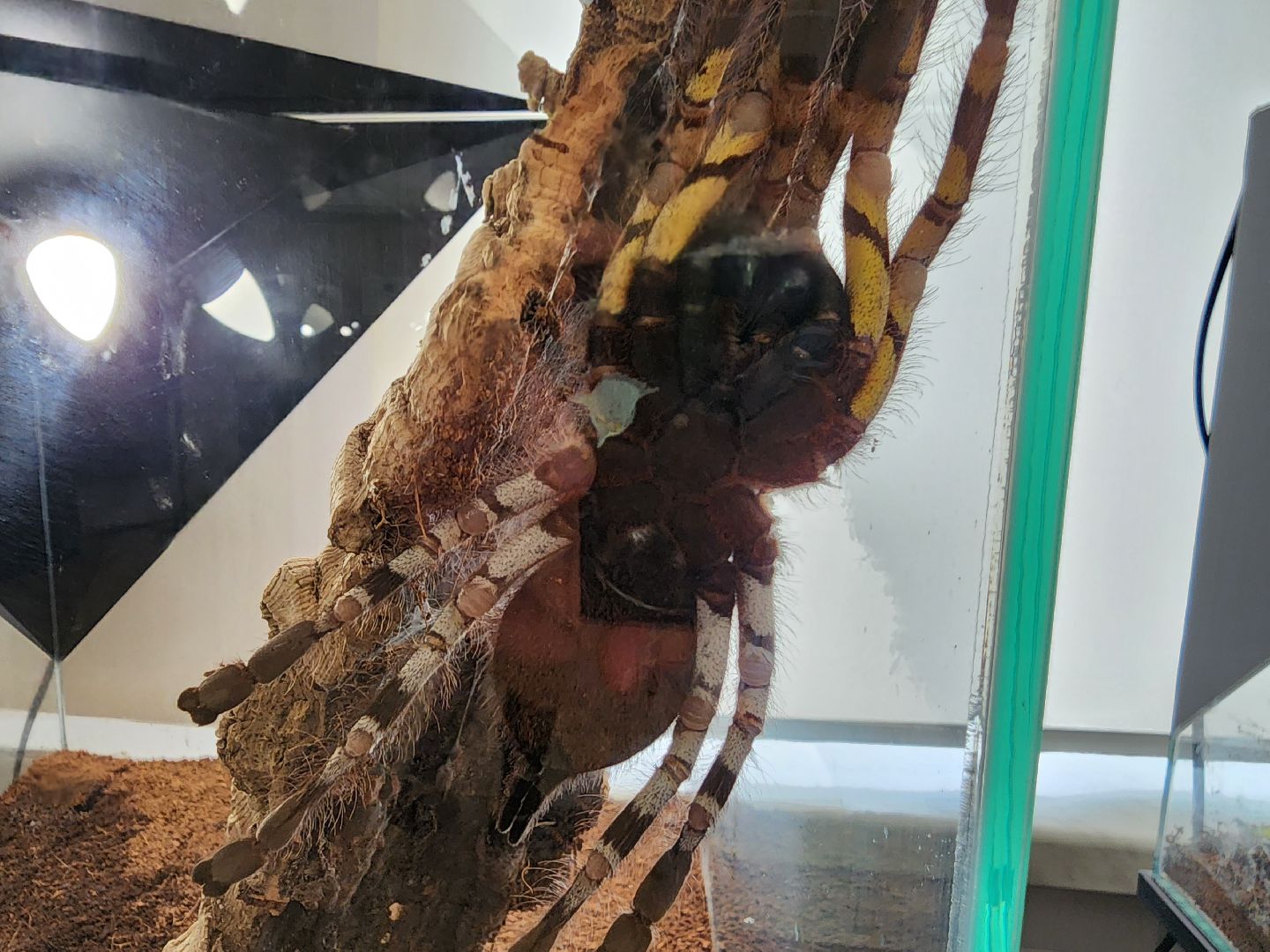 Раменское, культура, Раменский историко-художественный музей, выставка пауков, миф о пауках-птицеедах