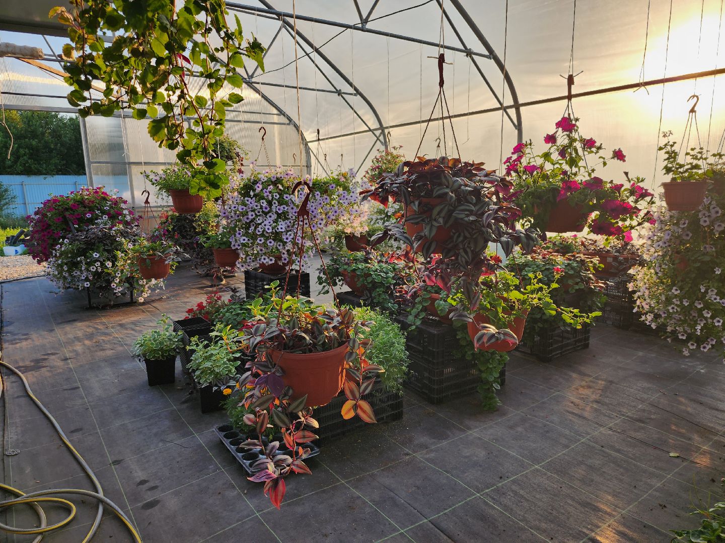 Звенигород, туризм, гастрономический фестиваль, фермерство, сельское хозяйство, цветы