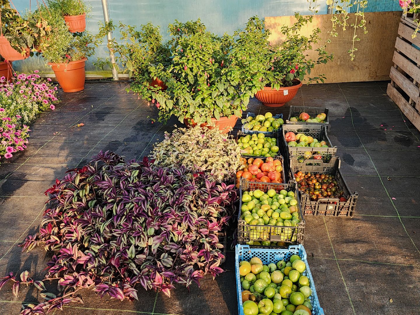 Звенигород, туризм, гастрономический фестиваль, фермерство, сельское хозяйство, цветы