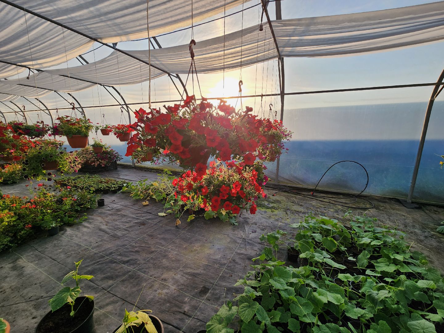 Звенигород, туризм, гастрономический фестиваль, фермерство, сельское хозяйство, цветы