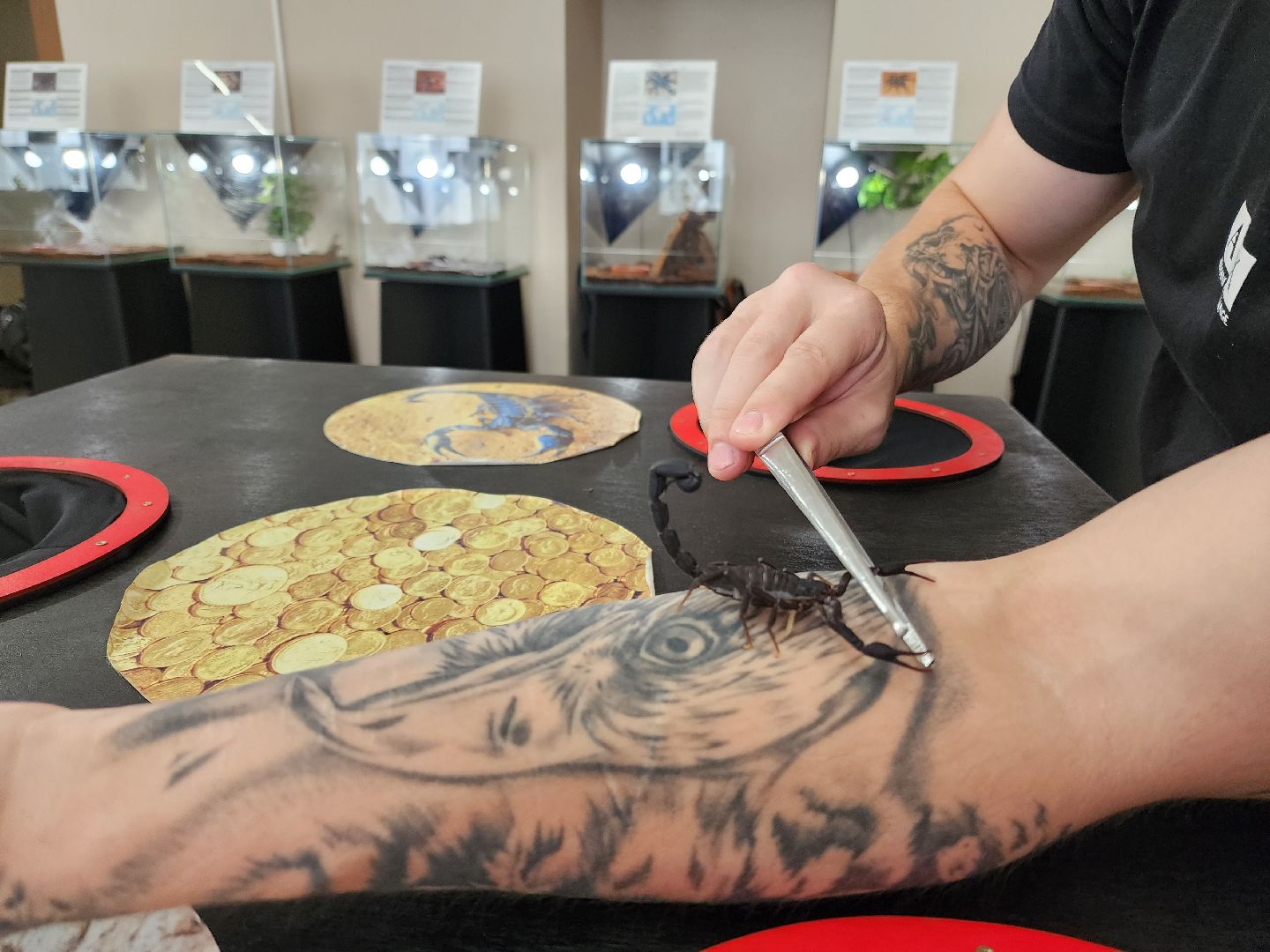 Раменское, культура, выставка пауков и скорпионов в Раменском музее