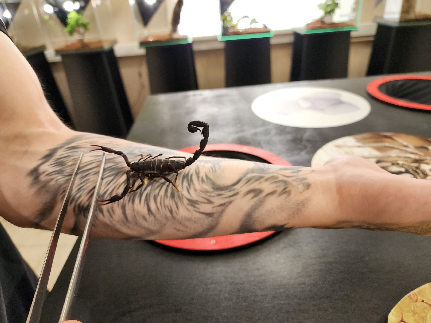 Раменское, культура, выставка пауков и скорпионов в Раменском музее