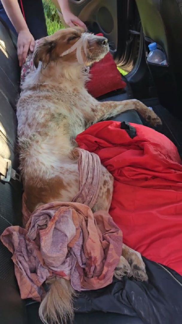 Подольск, зоозащитник, собака, выбросил из окна