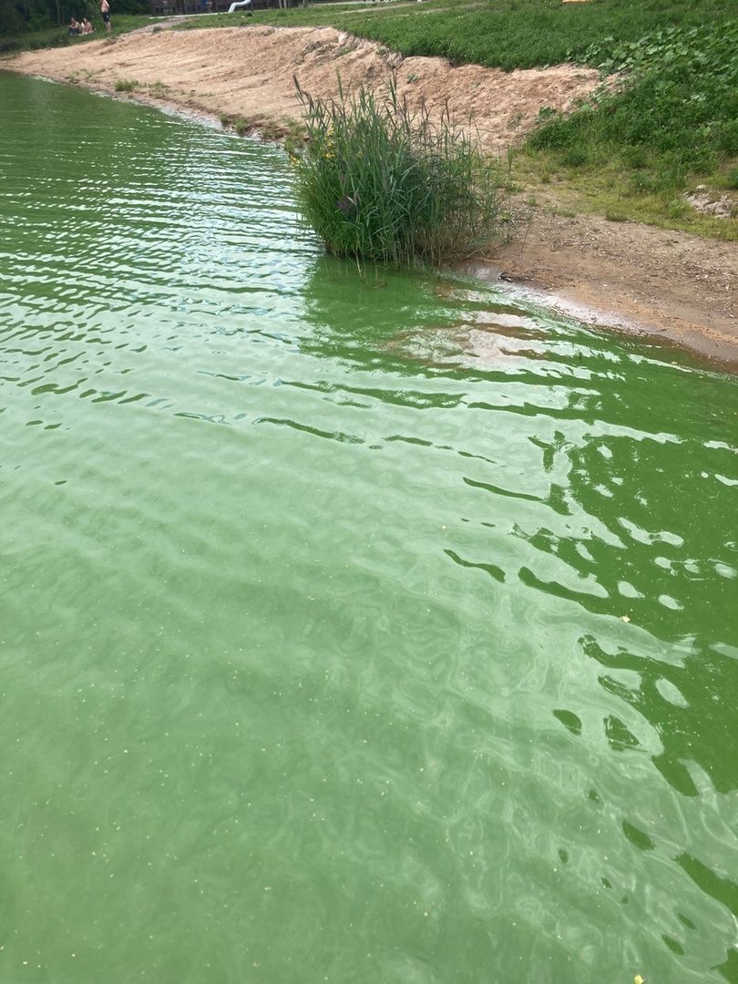 Солнечногорск, Сенеж, отдых, Роспотребнадзор, экология