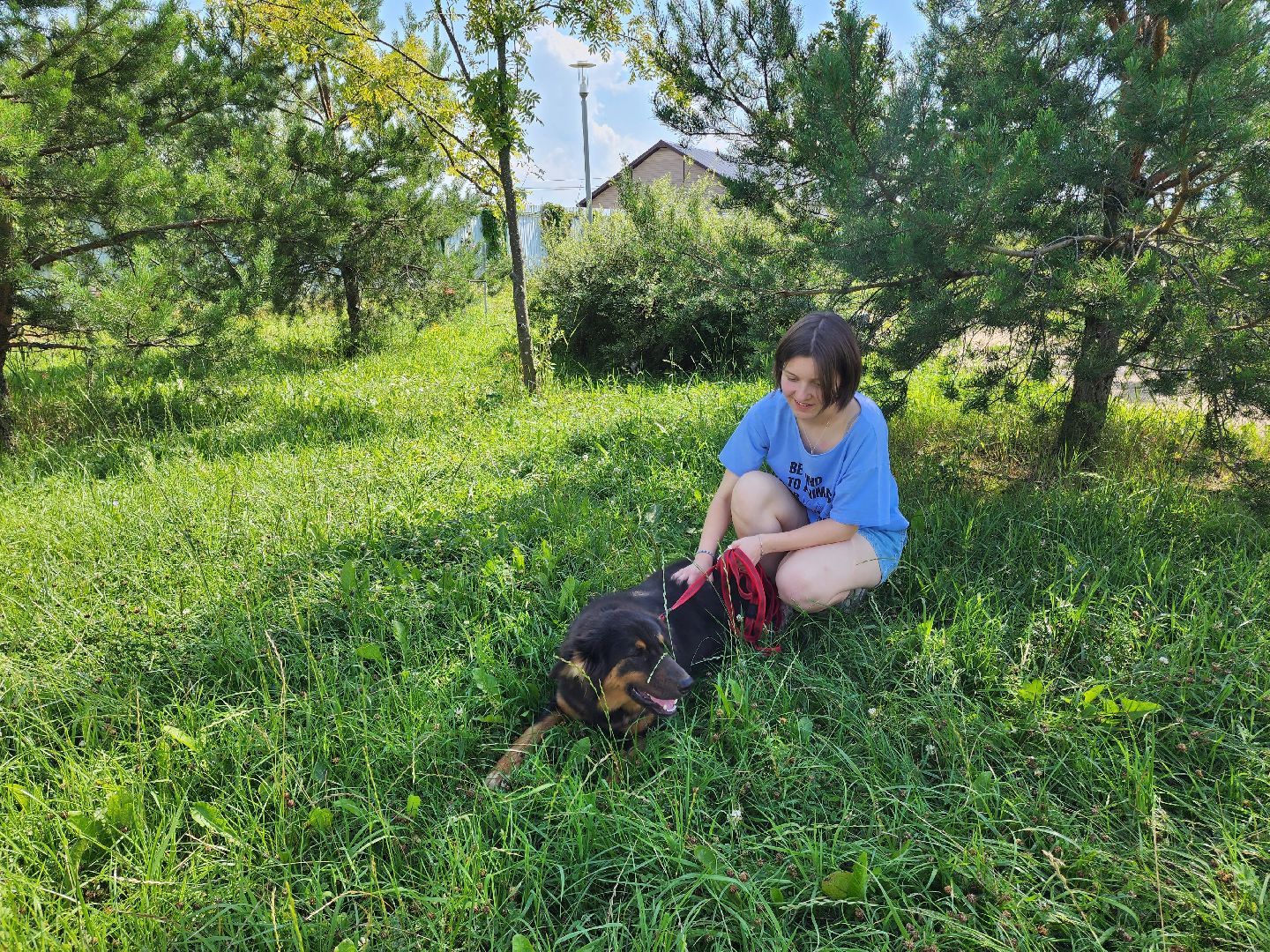 Подольск, собаки, кошки, приют, волонтеры, пристрой