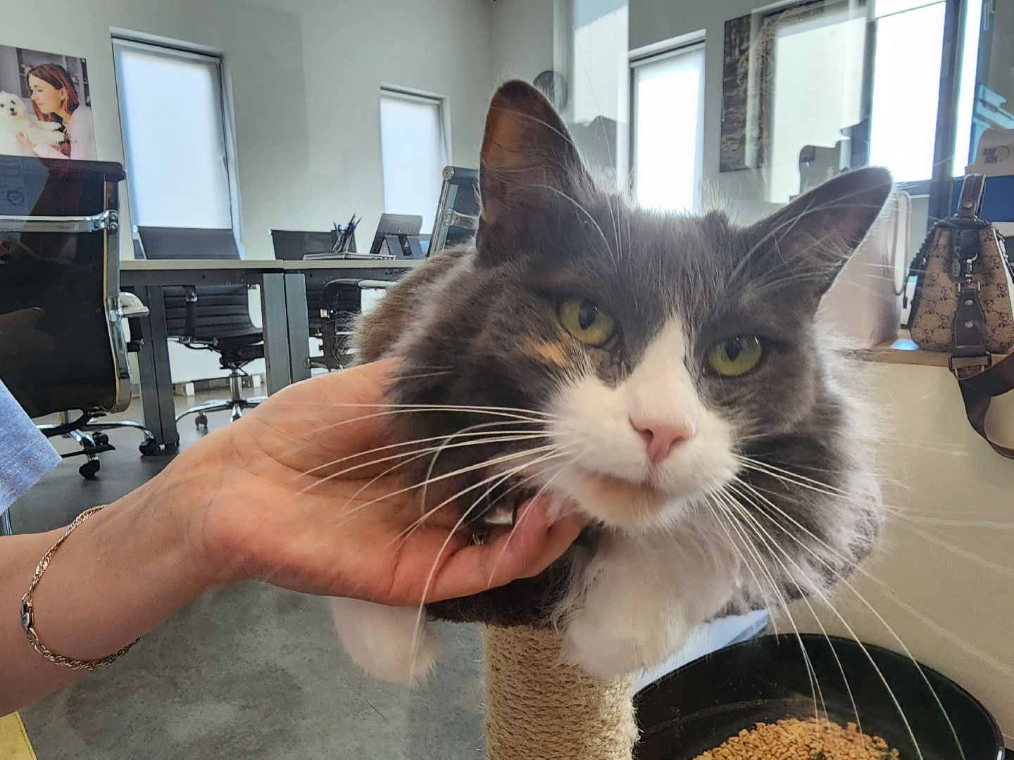 Подольск, собаки, кошки, приют, волонтеры, пристрой