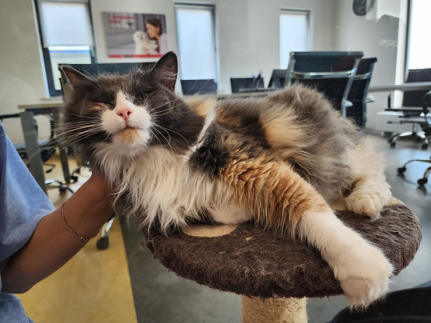 Подольск, собаки, кошки, приют, волонтеры, пристрой