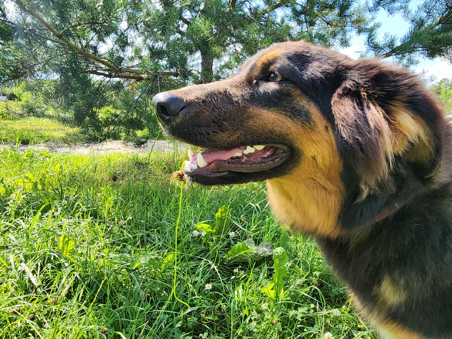 Подольск, собаки, кошки, приют, волонтеры, пристрой