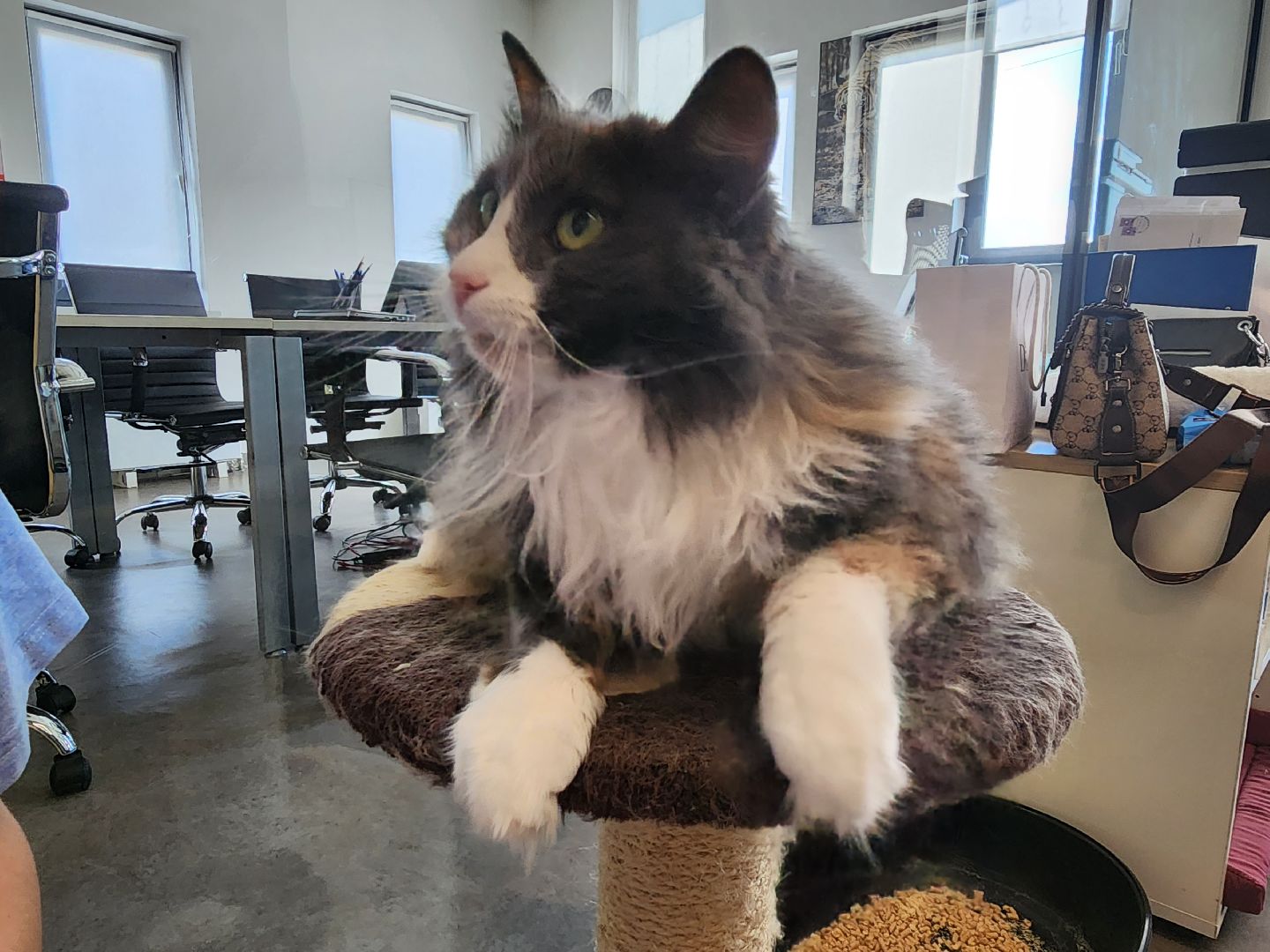 Подольск, собаки, кошки, приют, волонтеры, пристрой