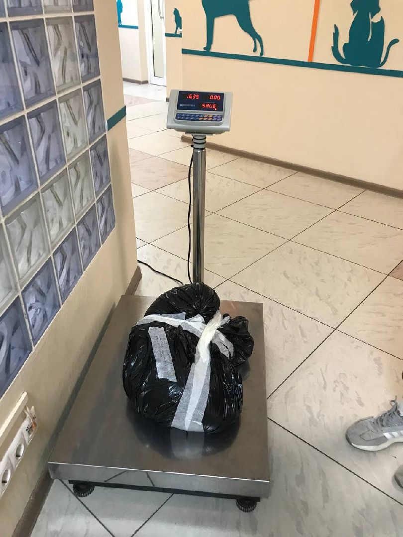 Подольск, собака, 11 этаж, выбросили собаку, жестокое обращение