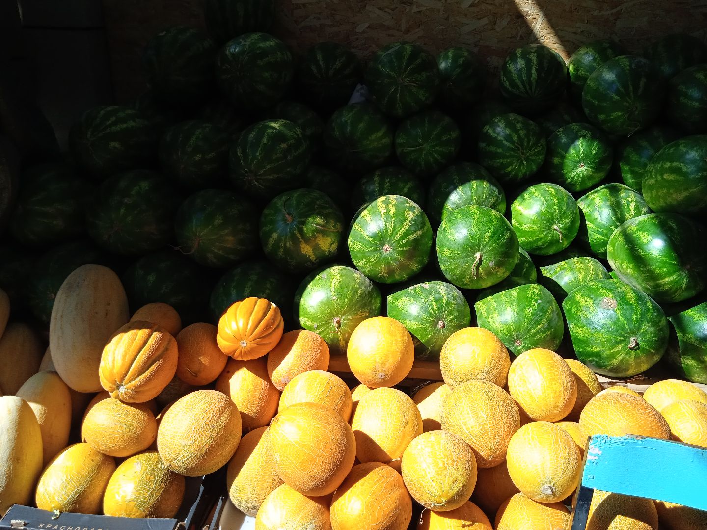 арбузы, дыни, сезон, точки, продажи, бахчевых