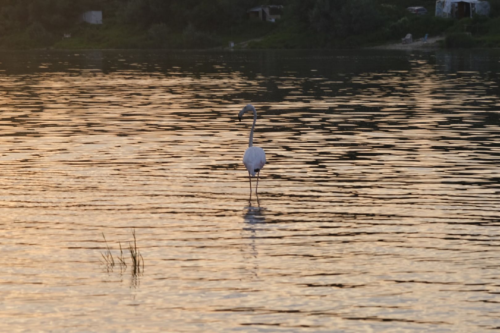 Пущино, экология