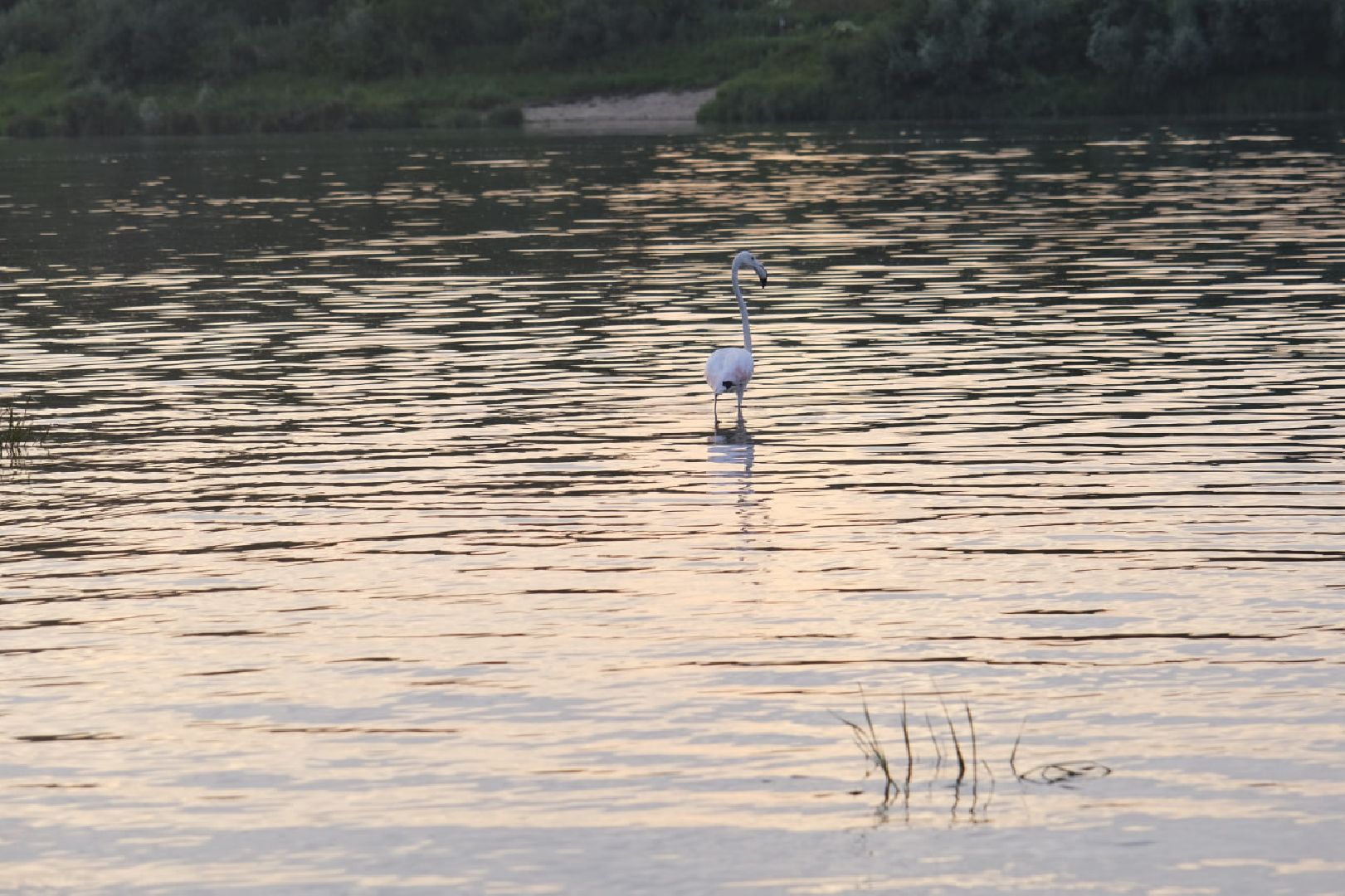 Пущино, экология
