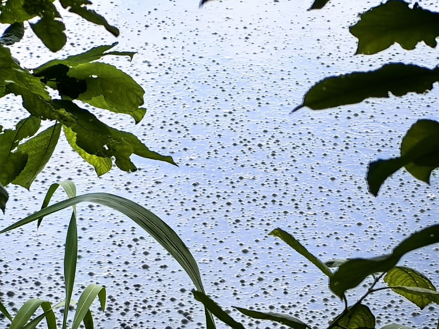 Вода, пробы, загрязнение, КНС