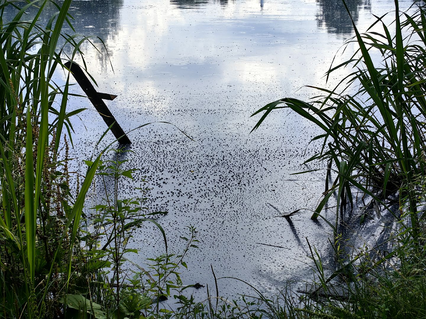 Вода, пробы, загрязнение, КНС
