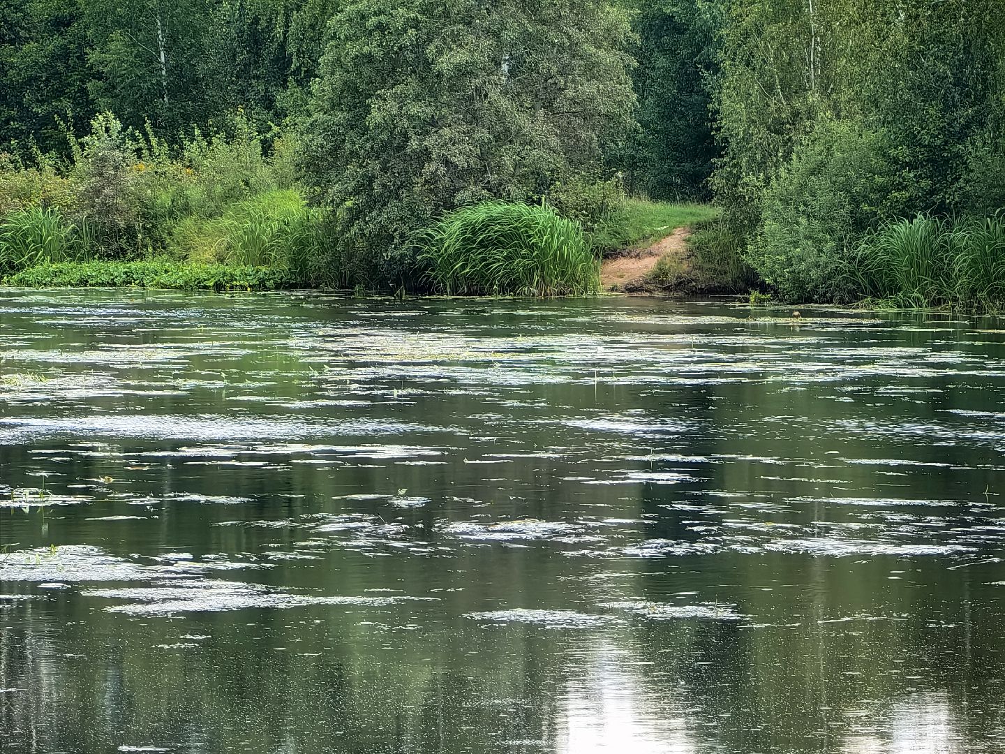 Вода, пробы, загрязнение, КНС
