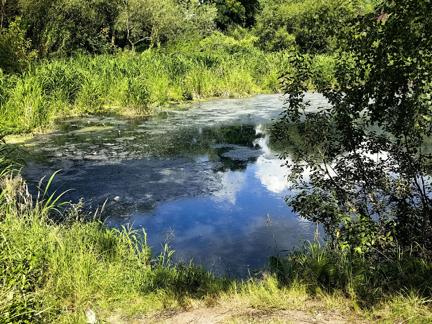 Вода, пробы, загрязнение, КНС