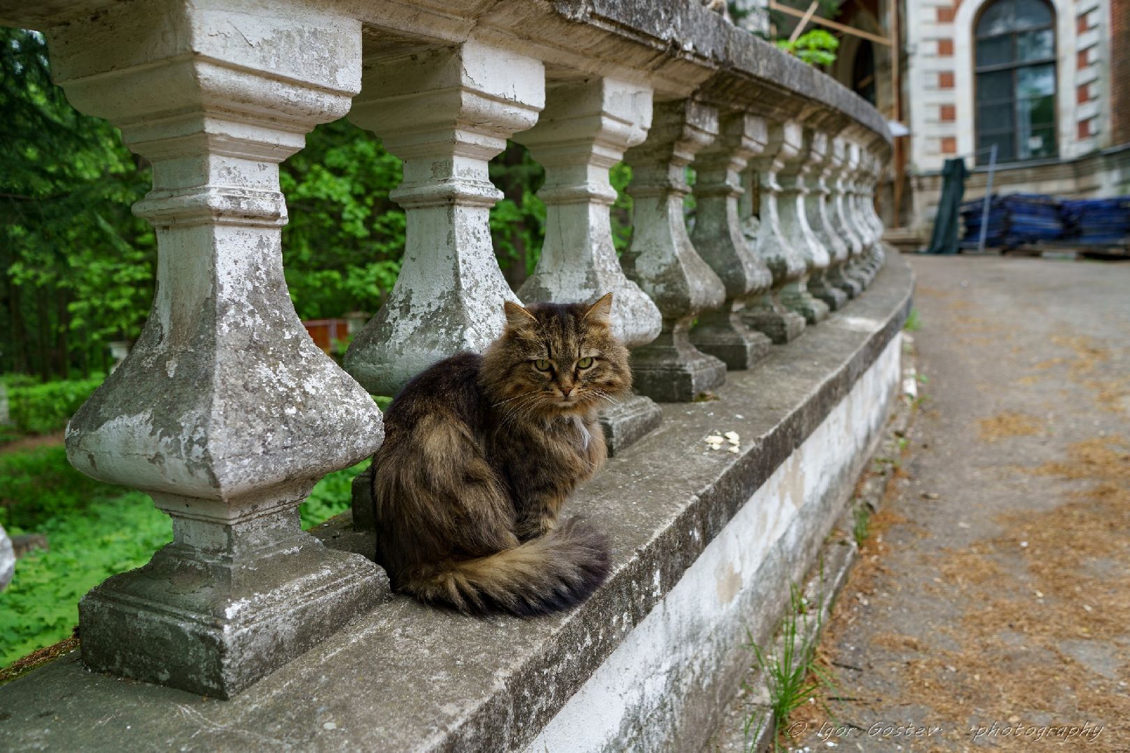 усадьба, Быково, реконструкция