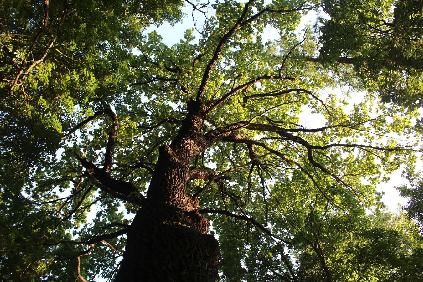 усадьба, Быково, реконструкция