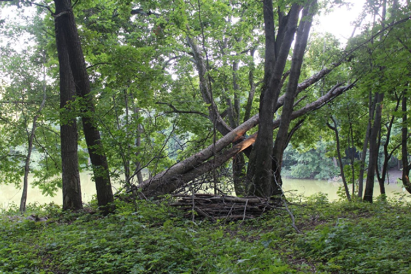 усадьба, Быково, реконструкция