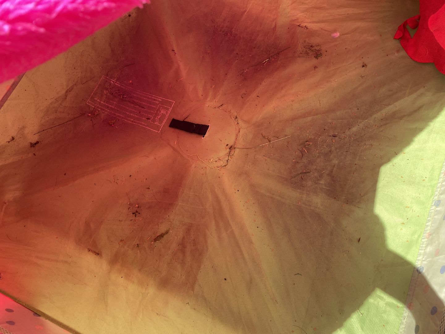 Балашиха, сурикат, экзотическое животное, мини-пиг, прогулка