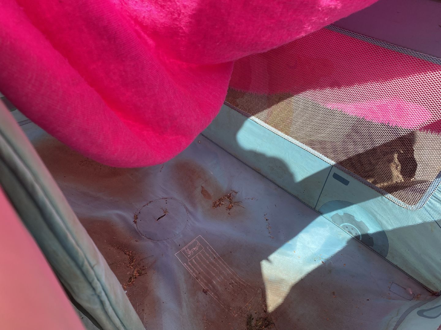 Балашиха, сурикат, экзотическое животное, мини-пиг, прогулка