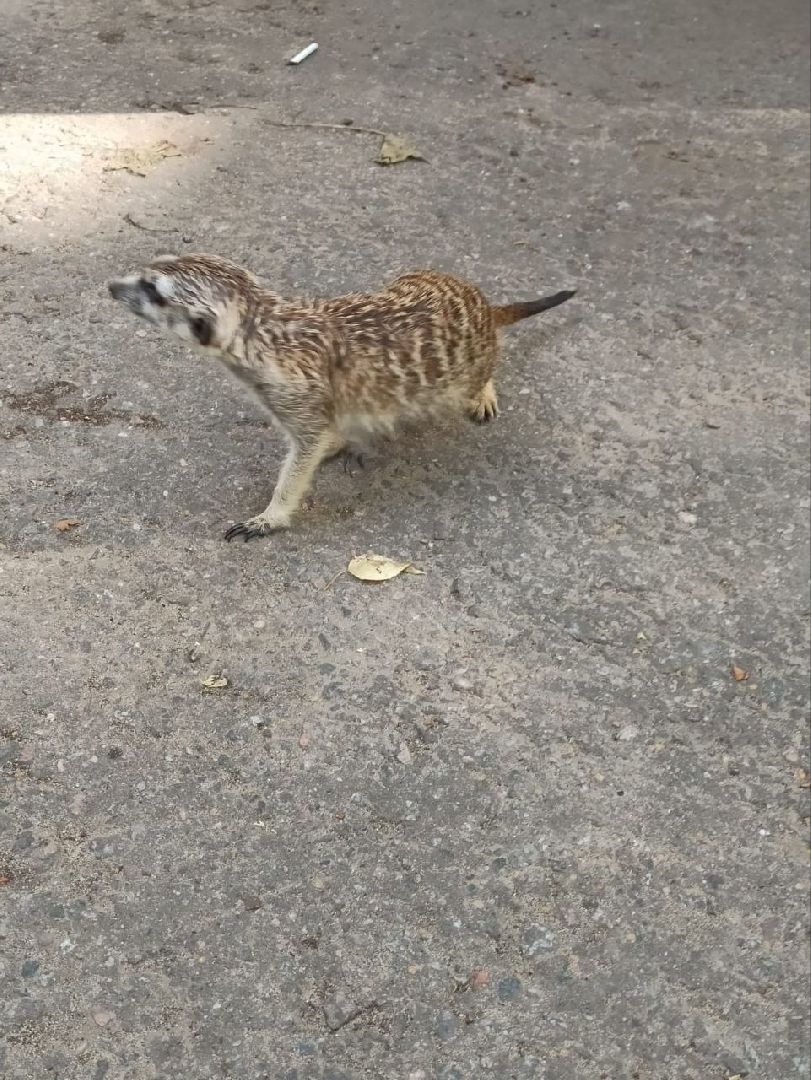 Балашиха, сурикат, экзотическое животное, мини-пиг, прогулка