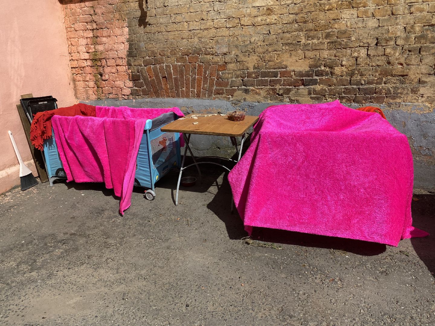 Балашиха, сурикат, экзотическое животное, мини-пиг, прогулка