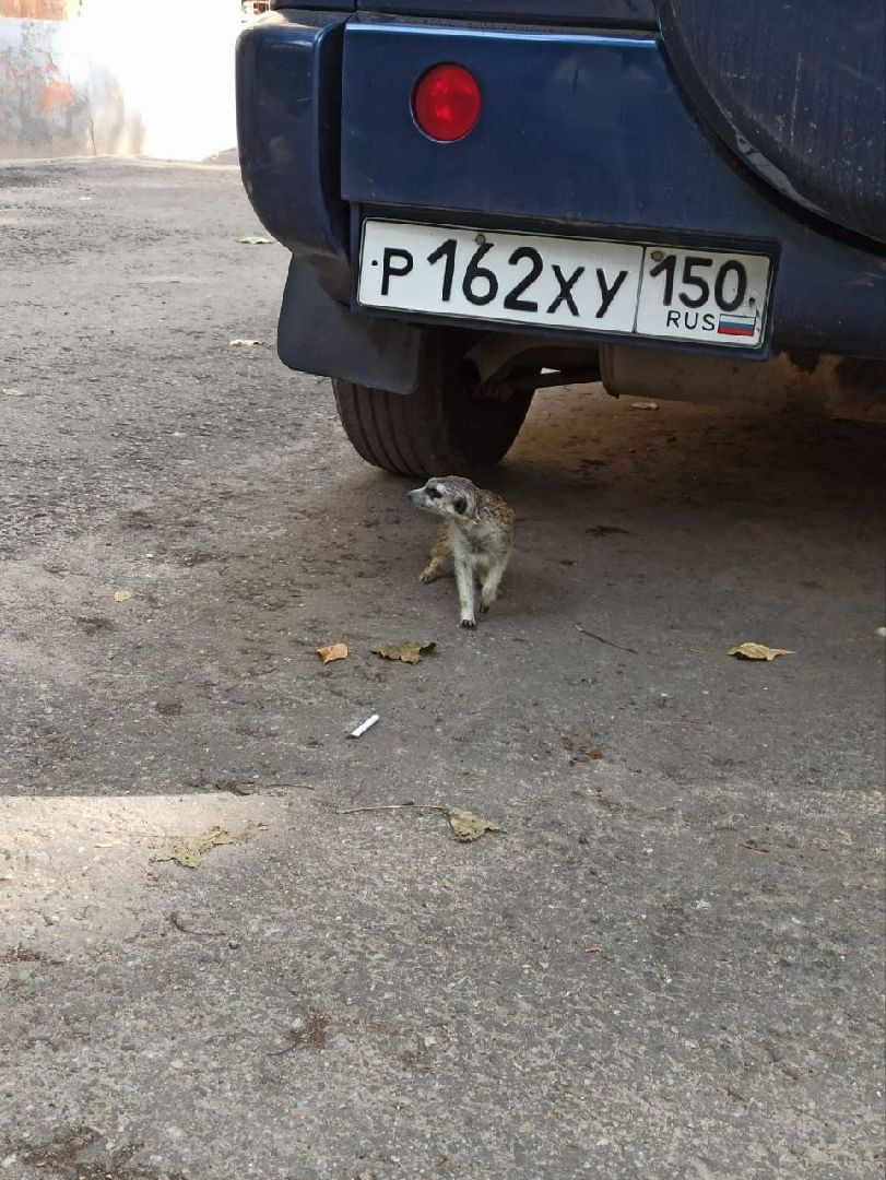 Балашиха, сурикат, экзотическое животное, мини-пиг, прогулка