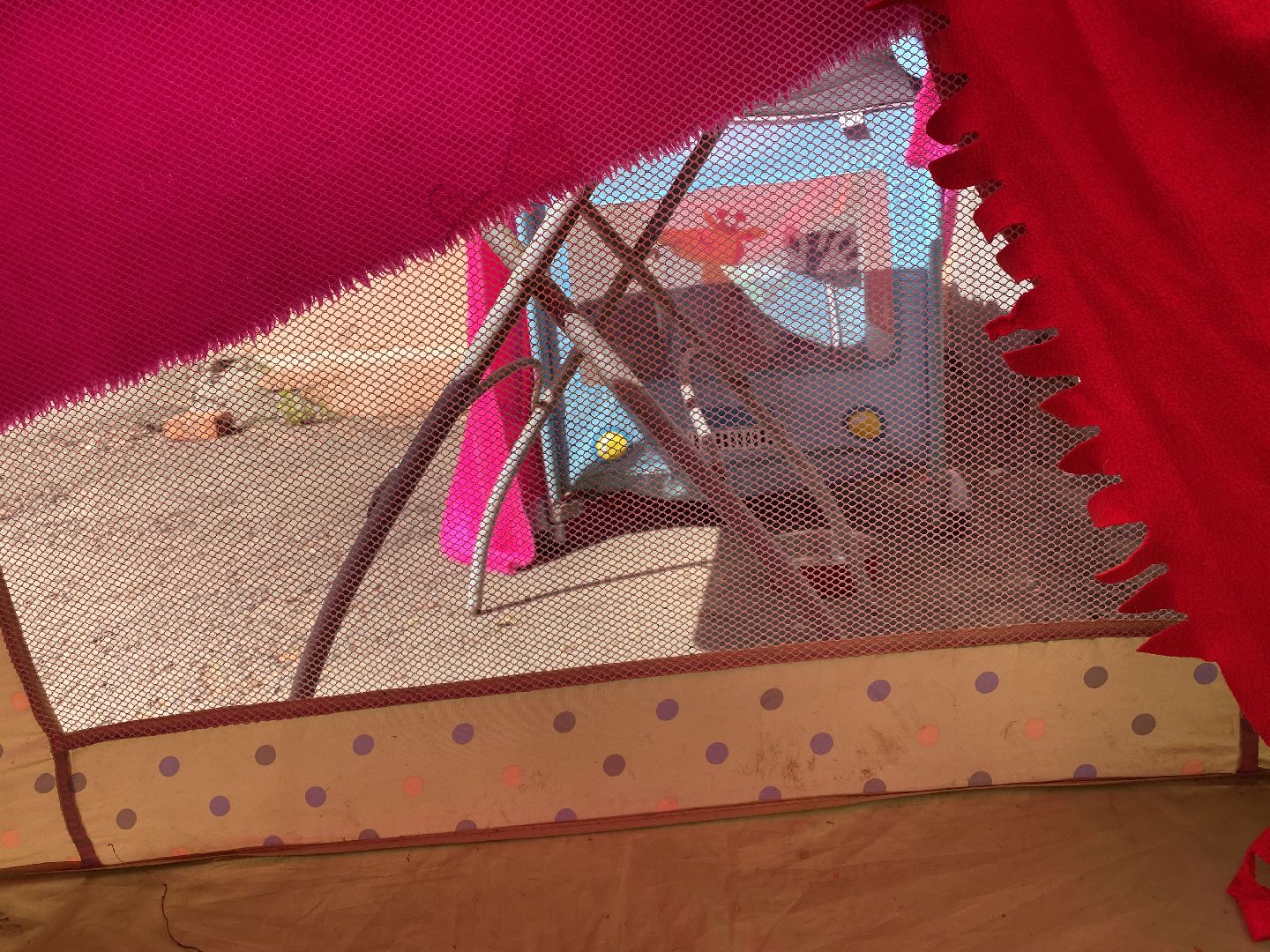 Балашиха, сурикат, экзотическое животное, мини-пиг, прогулка