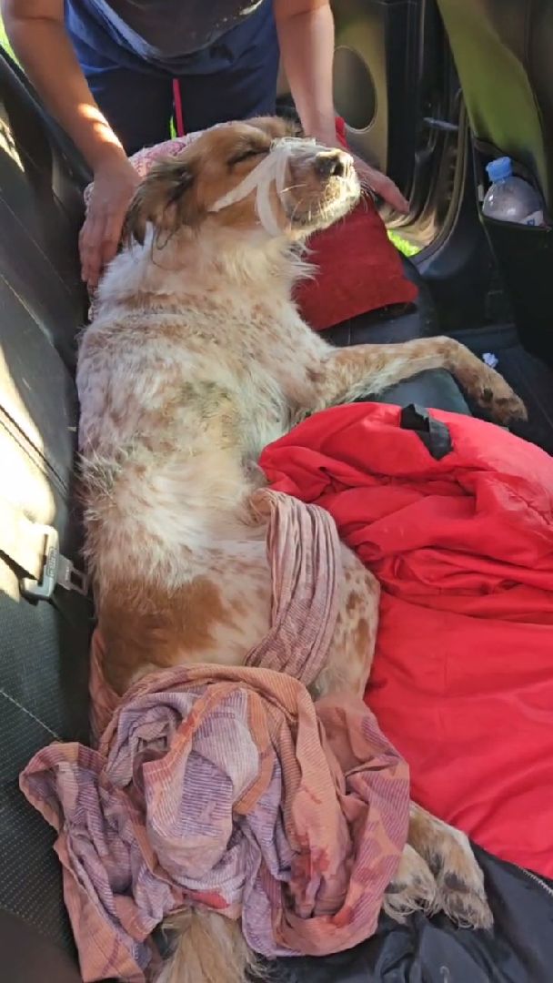 Подольск, зоозащитник, Айрапетян, собаки, животные