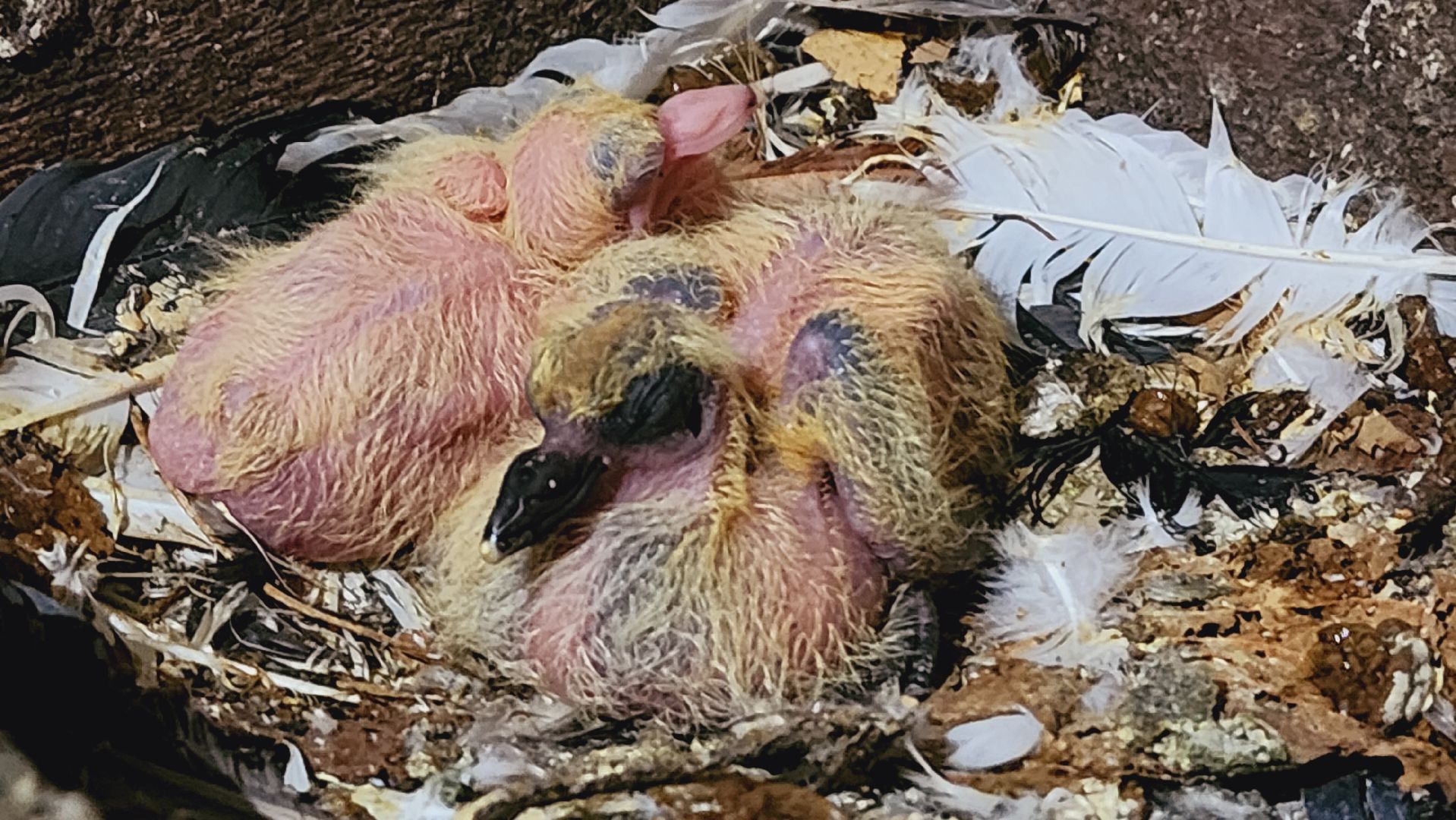 Подмосковье, Ивантеевка, общество