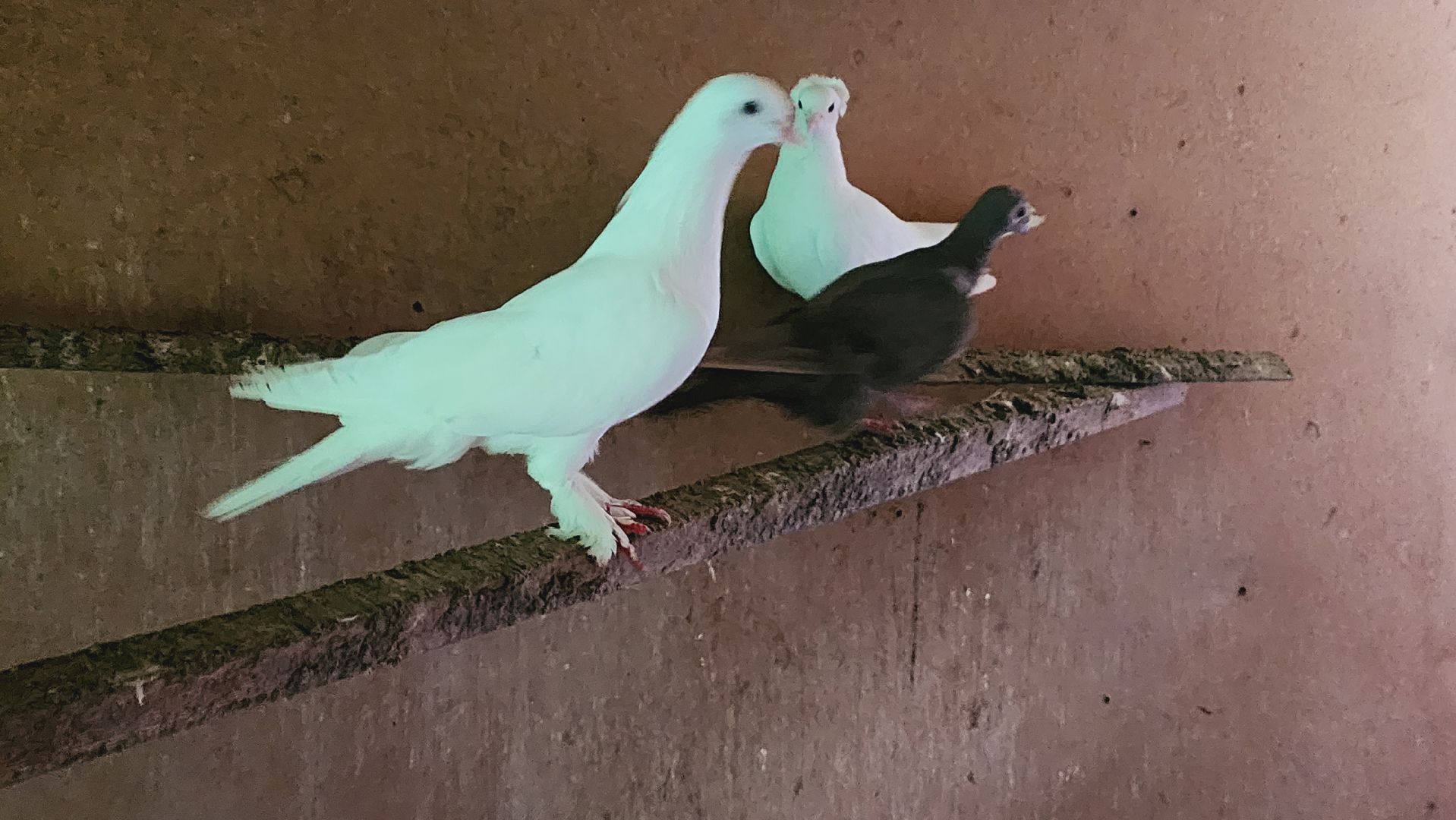 Подмосковье, Ивантеевка, общество