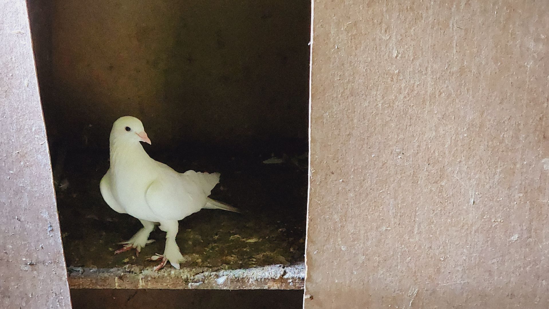 Подмосковье, Ивантеевка, общество