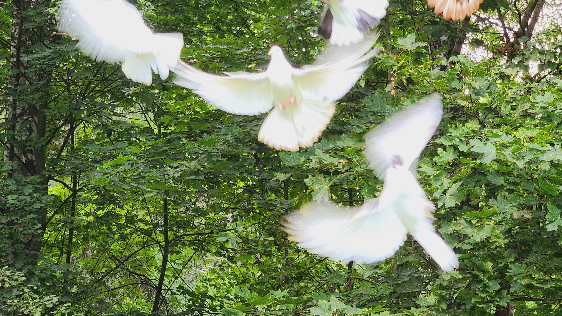 Подмосковье, Ивантеевка, общество