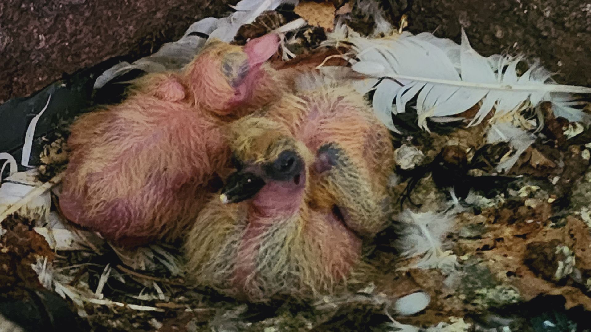 Подмосковье, Ивантеевка, общество