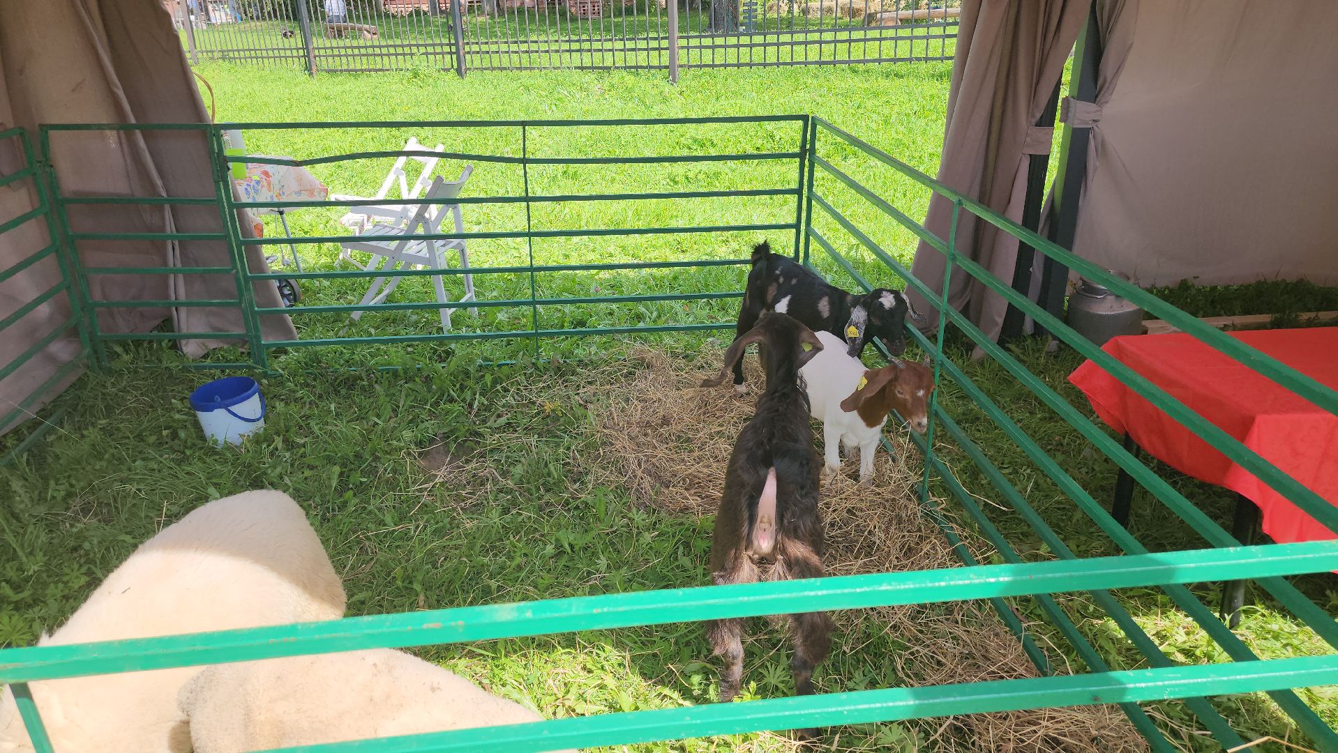 Пушкино, Пушкинский округ, Мураново, День варенья