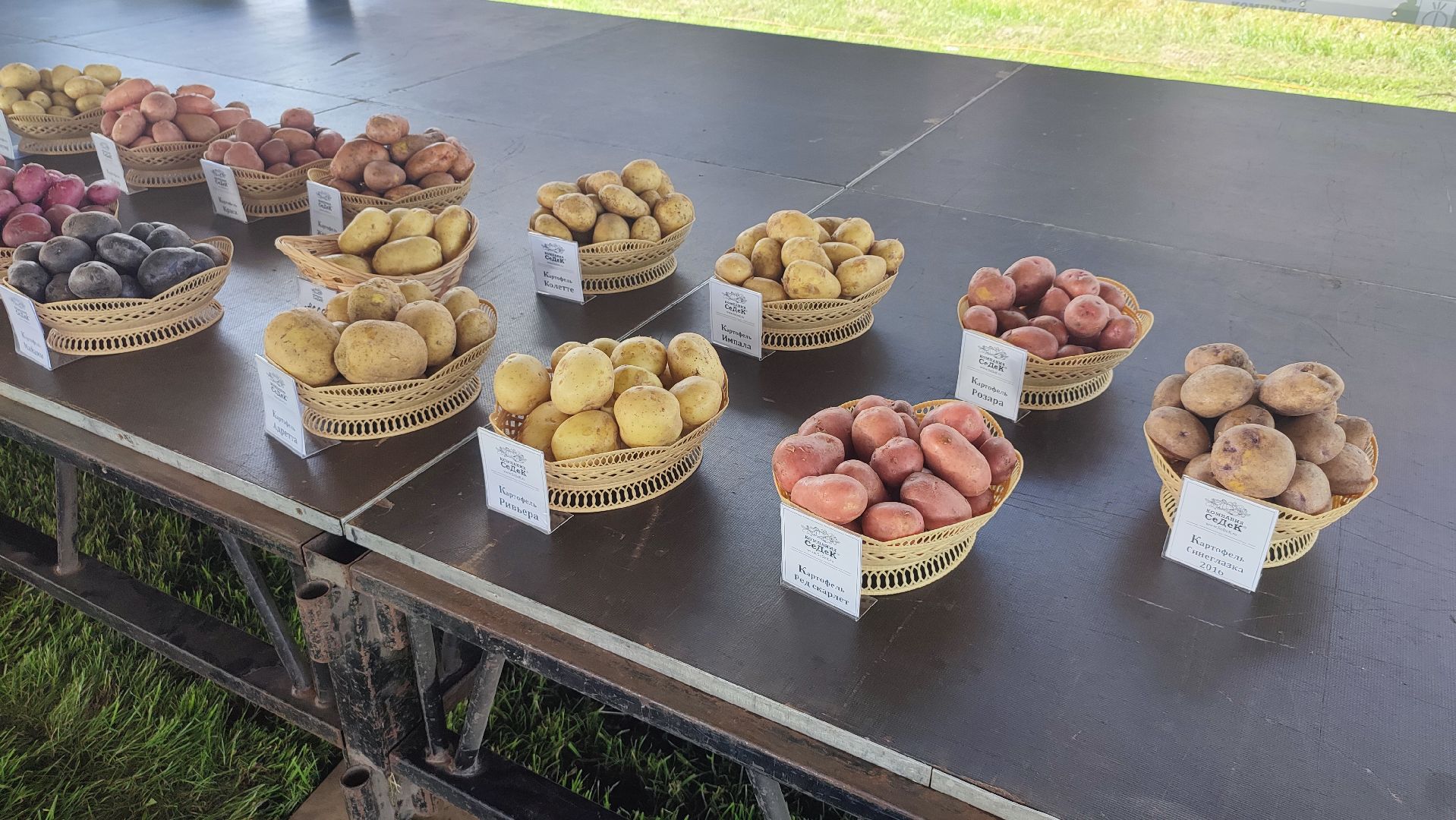 Кашира, СеДек, День поля, картофель, импортозамещение