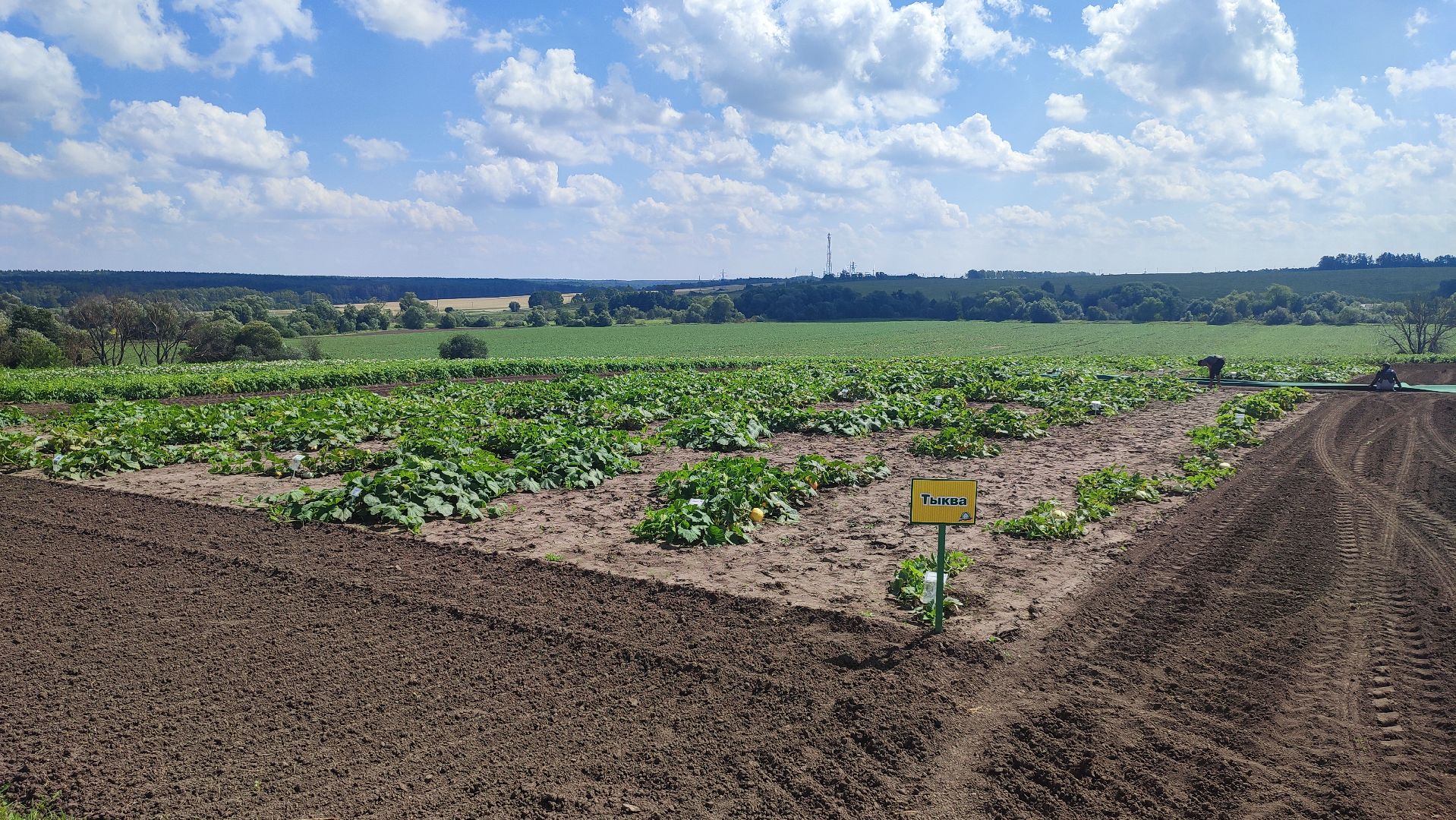 Кашира, СеДек, День поля, картофель, импортозамещение