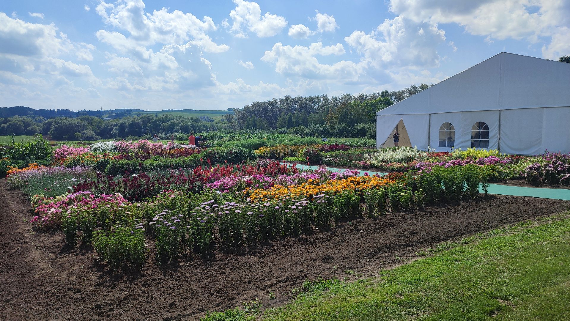 Кашира, СеДек, День поля, картофель, импортозамещение