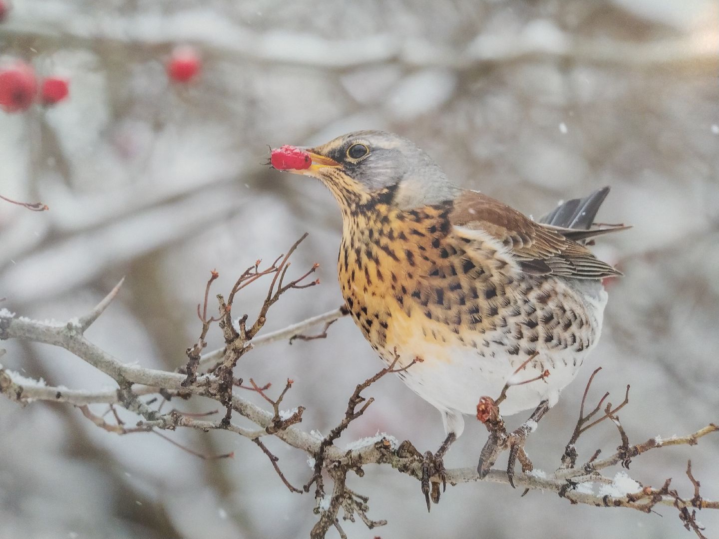 Коломна Фото Птицы