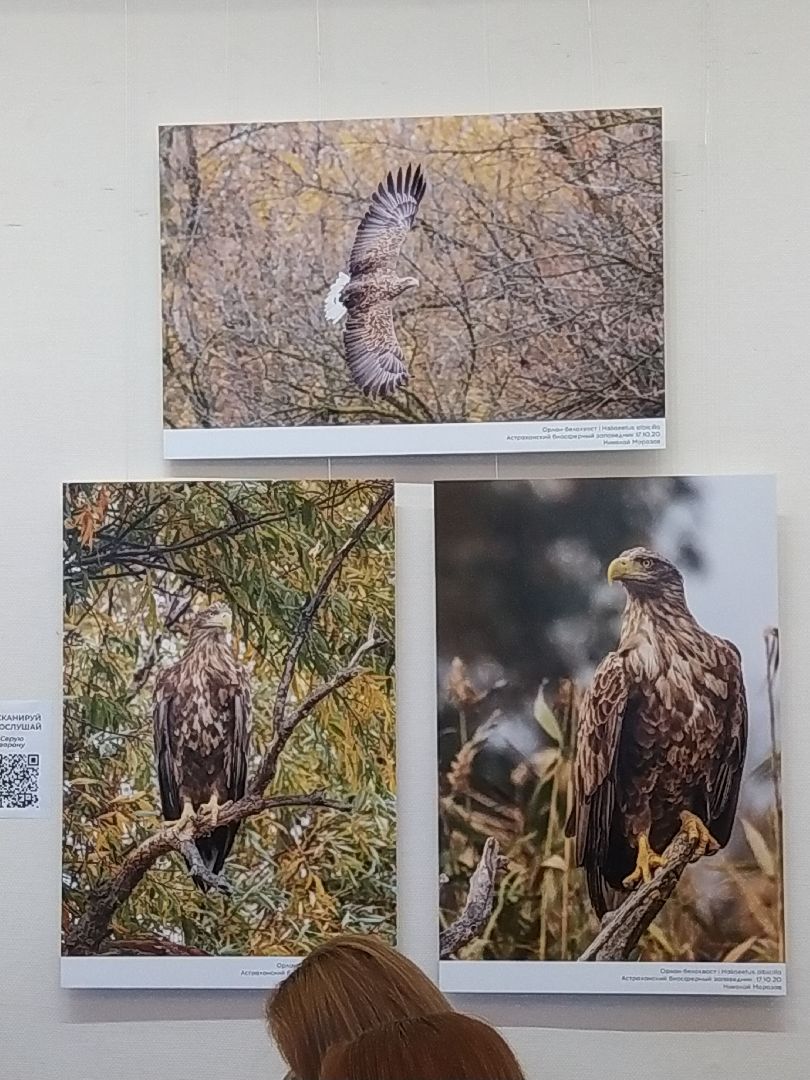 Коломна Фото Птицы